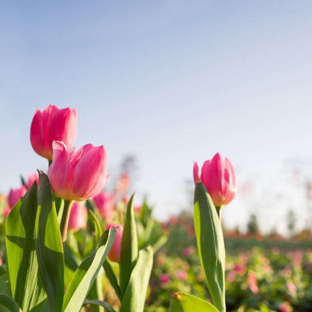 Blooms Galore at the Long Island Tulip Festival! 🌷✨ Mark your calendars for April 15th as the vibrant tulips at @waterdrinkerlongisland burst into full bloom! Enjoy a day filled with colorful splendor, food trucks, live music, and more. [link in bio]