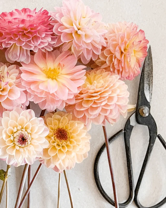 Looking to add a little drama to your garden this summer? 🌸 Dahlias bring bold color, sculptural blooms, and long-lasting beauty from midsummer through fall. With a little care and the right conditions, these radiant flowers will keep your garden blooming straight into the crisp days of autumn. [link in bio]